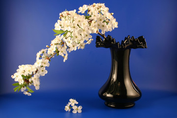 Vase with a branch of a blossoming cherry 