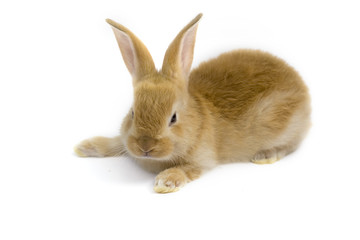 little baby rabit
