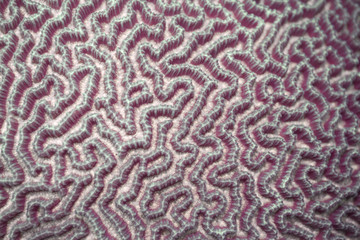 texture of the sea purple coral
