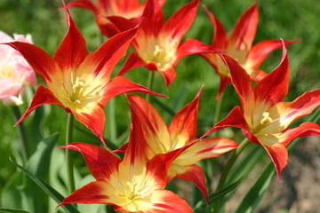 Fototapeta premium Red tulips