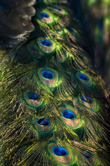 Fototapeta premium Peacock
