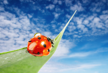 Ladybug on green leaf