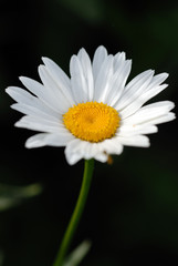 Marguerite