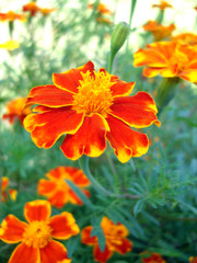 beautiful orange flower on green garden