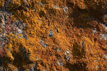 wall