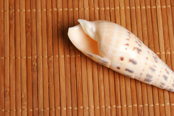 Beach postcard with nautilus shell