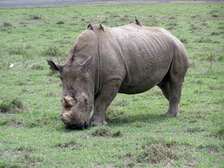 Fototapeta premium Rhino