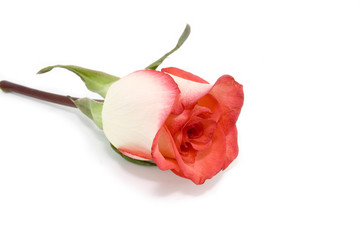 Red-white rose. Saint Valentine day topic. Still life
