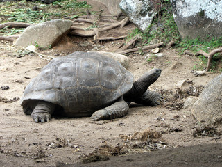 Riesenschidlkröte auf den Seychellen