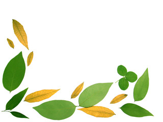 feuilles en coin de cadre