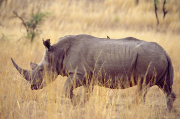 rhiniceros blanc dans le parc du Pilanesberg