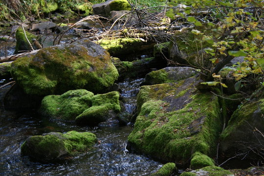 moss