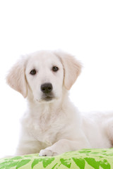 Cute young puppy looking surprised on white background