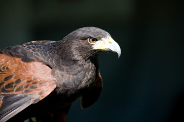Adult Harris Hawk with Predatory Intense Stare