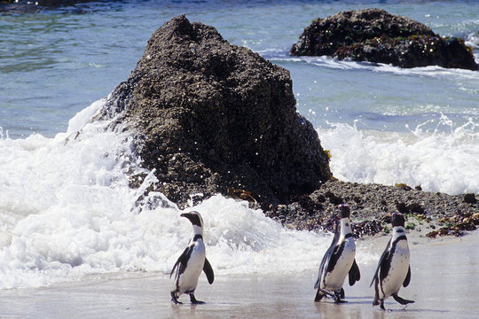 manchots du cap