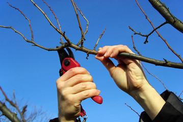 Baum verschneiden 08