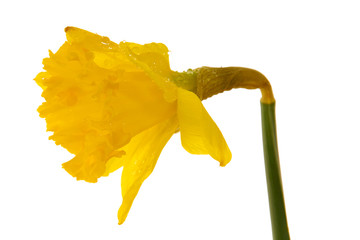 Yellow daffodil on a clean white background.