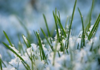 Close-up of fresh green straws with snow and sun light