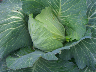 Obraz premium cabbage