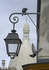 Montmartre pigeons with Sacre Coeur 
