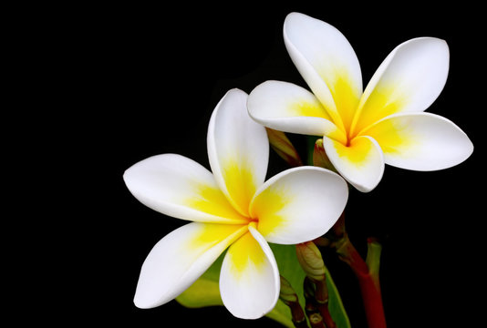 Fototapeta Glorious frangipani or plumeria flowers, with black background.