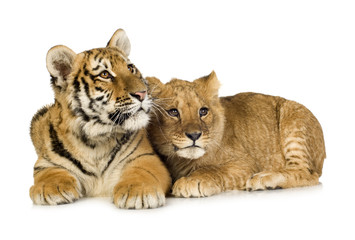 Lion Cub (5 months) and tiger cub (5 months)