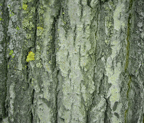 Texture - a bark of an old tree