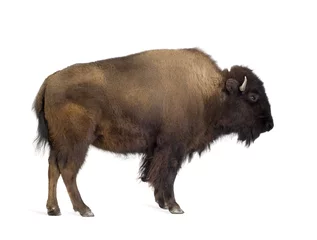 Foto auf Acrylglas Büffel Bison