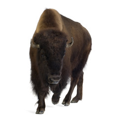 Bison © Eric Isselée
