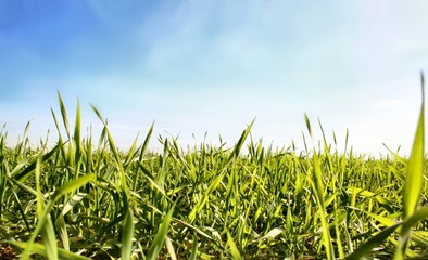 Fototapeta premium prato 18