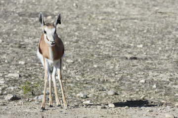 antilope