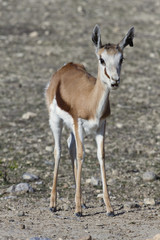 antilope