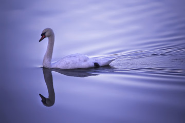 Fototapeta premium Swan floating peacefully on violet background