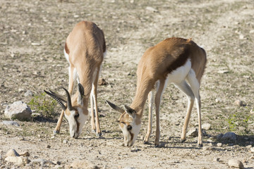 antilopes