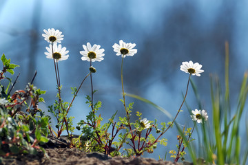 Daisies in spring, taken from ground level