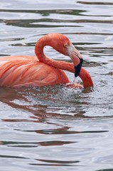Cuban flamingo (Phoenicopterus ruber ruber )