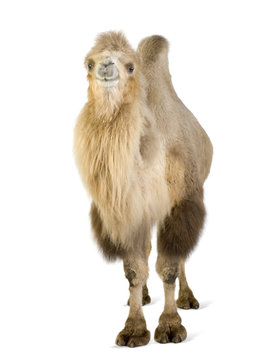 Dromedary