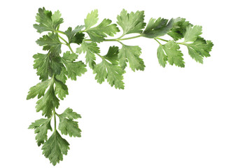 Top left corner composed of parsley leaves
