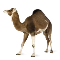 Tuinposter kameel © Eric Isselée