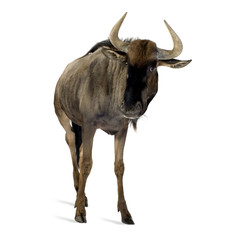 Blue Wildebeest - Connochaetes taurinus