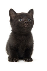 Black kitten on white background