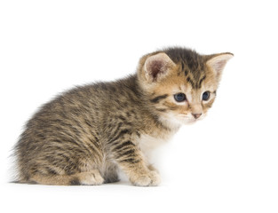 Tabby kitten on white