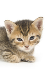 Tabby kitten on white