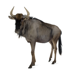 Blue Wildebeest - Connochaetes taurinus
