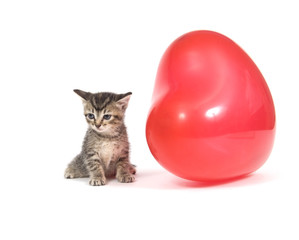 Kitten and red balloon
