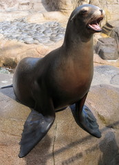 Seal