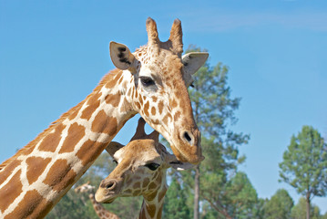 a mother and baby giraffe together