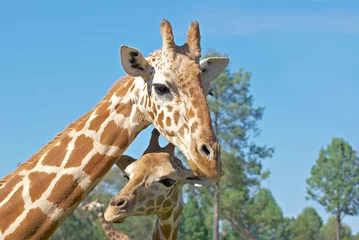 Deurstickers Giraf een moeder en babygiraf samen
