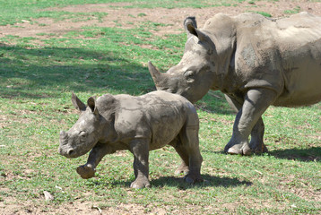 Naklejka premium mother and baby rhino