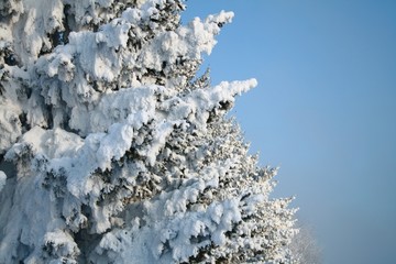 Fragment of snow-covered fir-tree